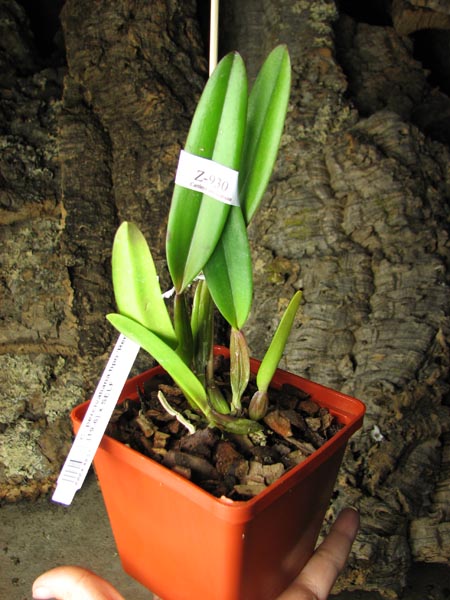 Cattleya percivaliana tipo 'Remolacha' (19-6) x SELF.jpg