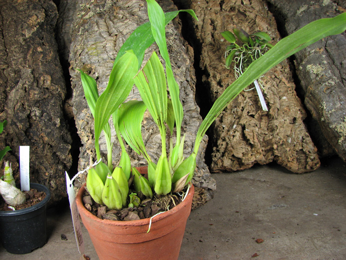Coelogyne speciosa.jpg