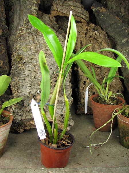 Dendrobium spectabile x SELF.jpg