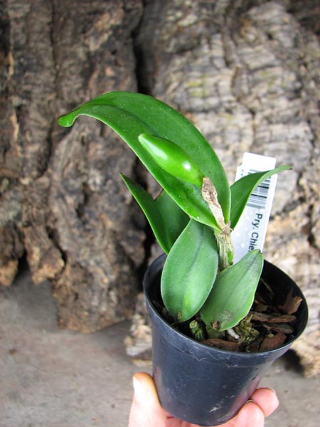 Prosrhyncholeya Chief Green River.jpg