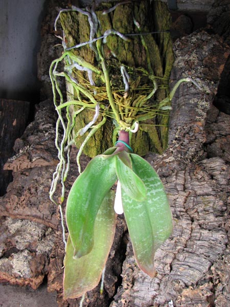 Phalaenopsis stuartiana.jpg