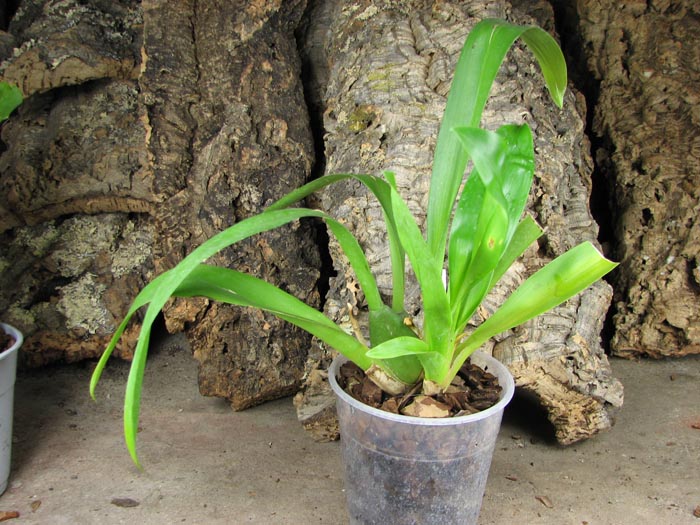 Vuylstekeara Yokara 'Perfection' x Oncidium leucochillum.jpg