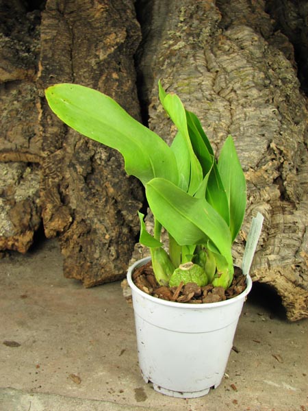 Odontioda George McMahon 'Fortuna'.jpg