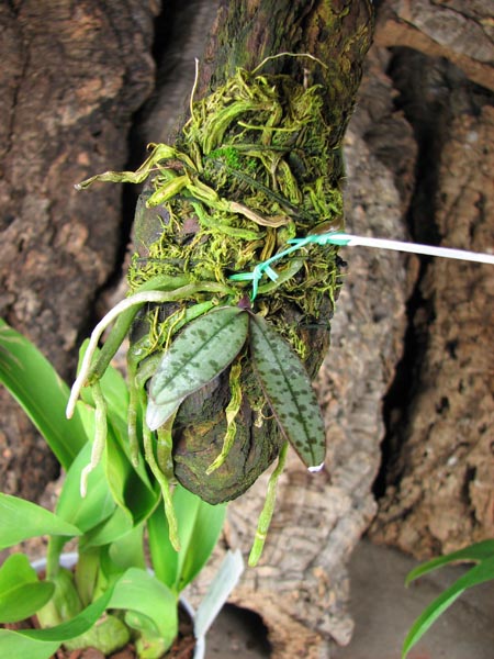 Phalaenopsis lindenii.jpg