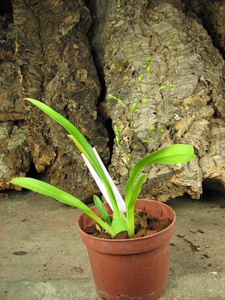Oncidium Twinkle 'CT Golden Fragrance'.jpg