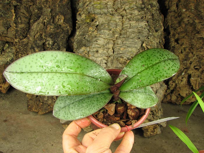 Phalaenopsis Cassandra (equestris x stuartiana).jpg