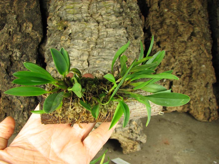 Sophronitis grandiflora.jpg