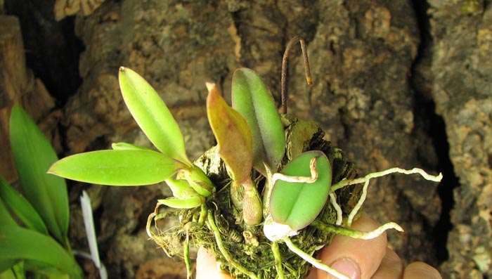 Sophronitis brevipedunculata.jpg