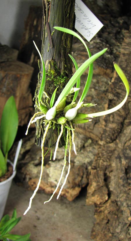 Sophronitis violacea.jpg