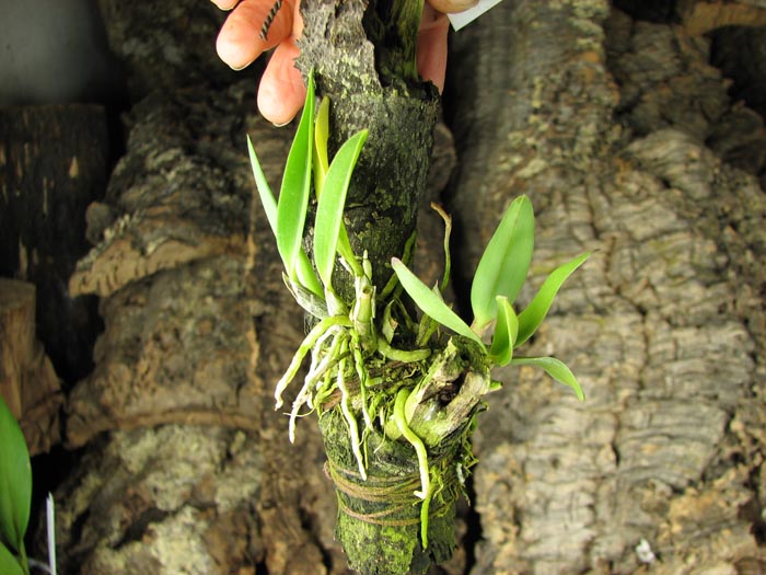 Sophronitis organensis.jpg