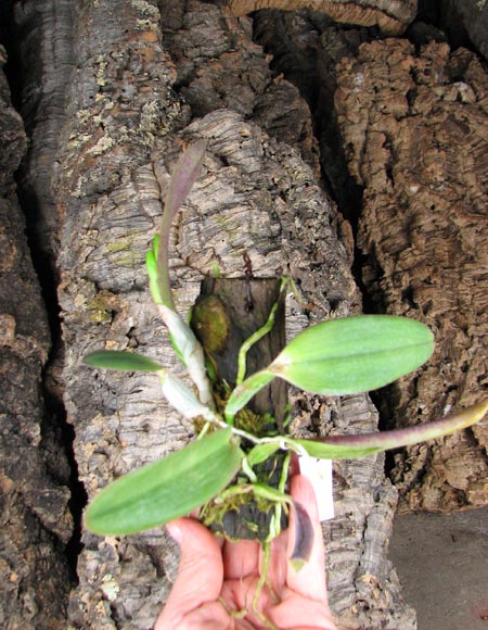 Laelia alaori suave 'Binot' x Cattleya luteola 'Big Star'.jpg