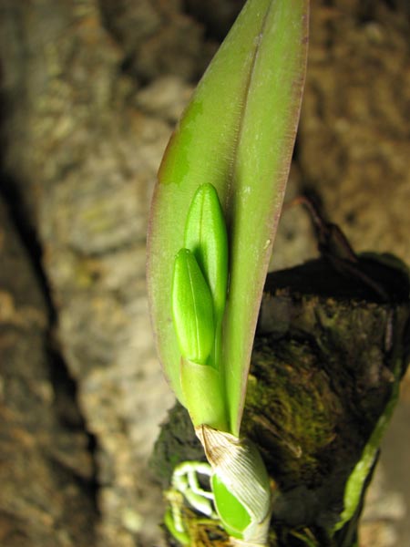 Laelia alaori suave 'Binot' x Cattleya luteola 'Big Star' buds.jpg