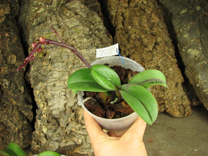 Asconopsis Jiaho's Orange 'Little Sweet Orange'.jpg