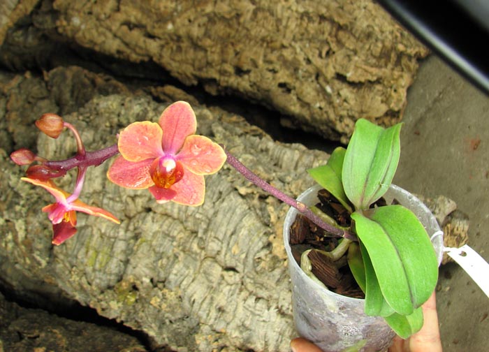 Asconopsis Irene Dobkin 'Orange'.jpg