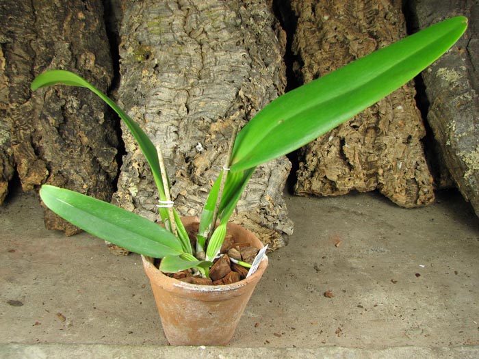 Cattleya gaskelliana (amoena x coerulea).jpg