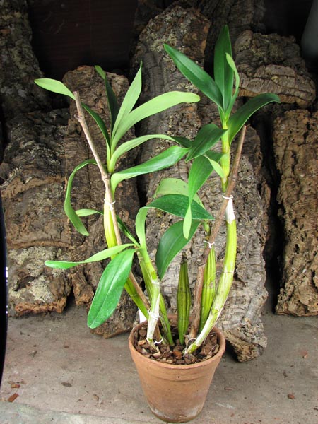 Dendrobium chrysotoxum.jpg