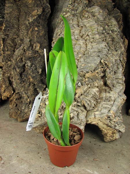 Brassocattleya Chief Pink 'Diana'.jpg