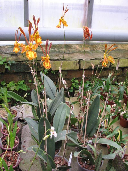 Psychopsis Kalihii 'Big'.jpg