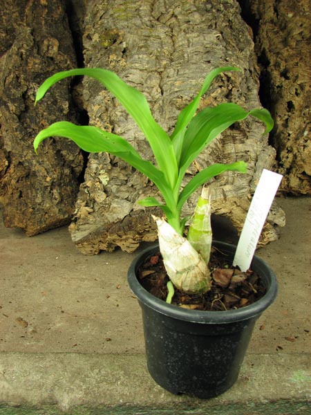 Catasetum pileatum (albo x albo).jpg