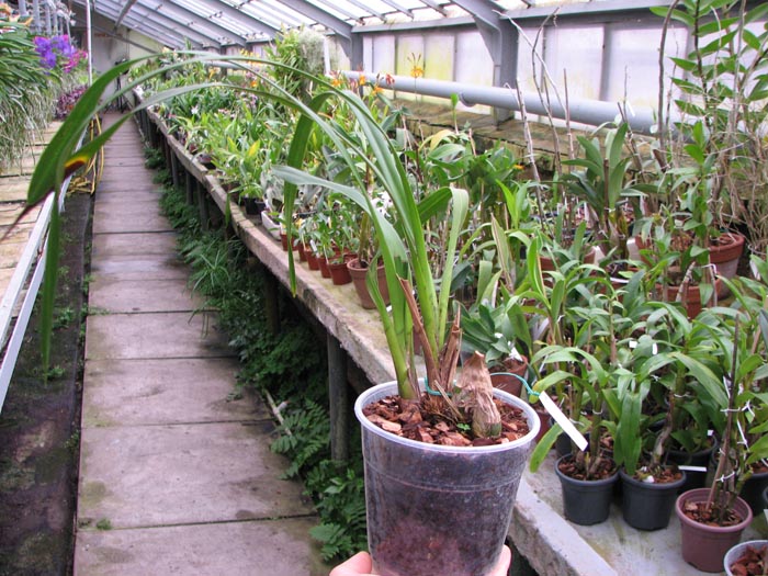 Cymbidium Lucky Gloria 'Chusanne'.jpg