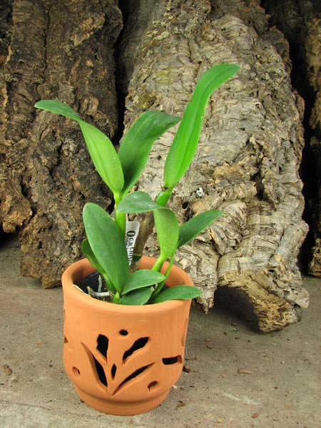 Potinara Burana Angel 'Hsinying'.jpg