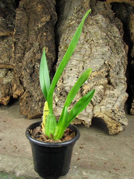 Wilsonara Berry Red 'Starry, Starry Night'.jpg