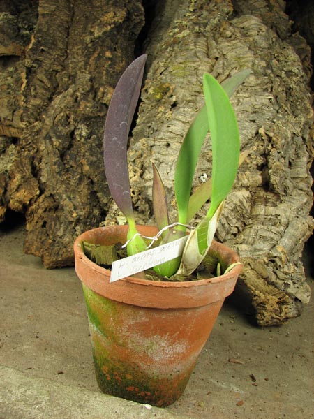 Laelia anceps guerrero x Laelia sincorana.jpg