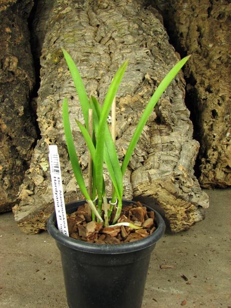 Brassocattleya Nanipuakea.jpg
