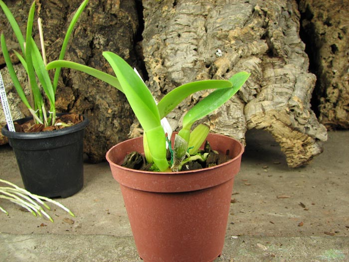 Cattleya labiata alba 'Jassira' (Z-86) x Cattleya labiata alba 'Pernambuco' (BH-200).jpg