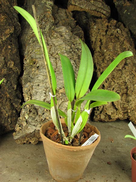 Cattleya Suzanne Hye.jpg