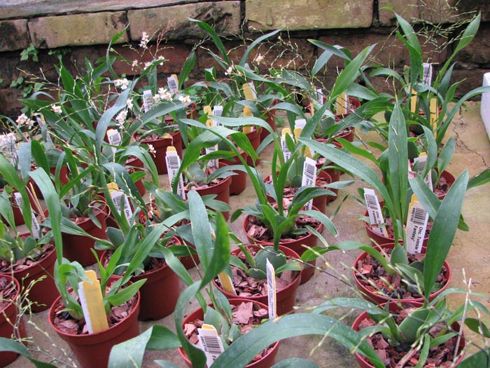 Oncidium Twinkle 'Fragrance Fantasy'.jpg