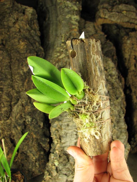 Laelia sincorana coerulea (сlara) x Laelia sincorana coerulea escura 'AWZ'.jpg