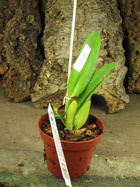 Cattleya gaskelliana coerulea 'Vista Linda' (Z-360) x Cattleya gaskelliana coerulea 'Boas Vista' (Z-360).JPG