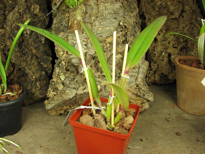 Cattleya lueddemanniana tipo 'Pinky' x Cattleya lueddemanniana rubra 'Gesia'.jpg
