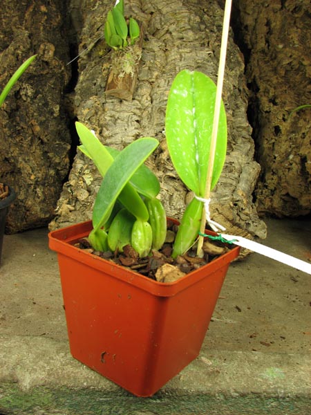 Cattleya warneri escura 'Érico' XXX x Cattleya warneri rosea 'Érico'.jpg