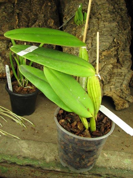 Cattleya warneri tipo 'Maravilha' (escura) x Cattleya warneri integra-orlata 'AWZ'.jpg