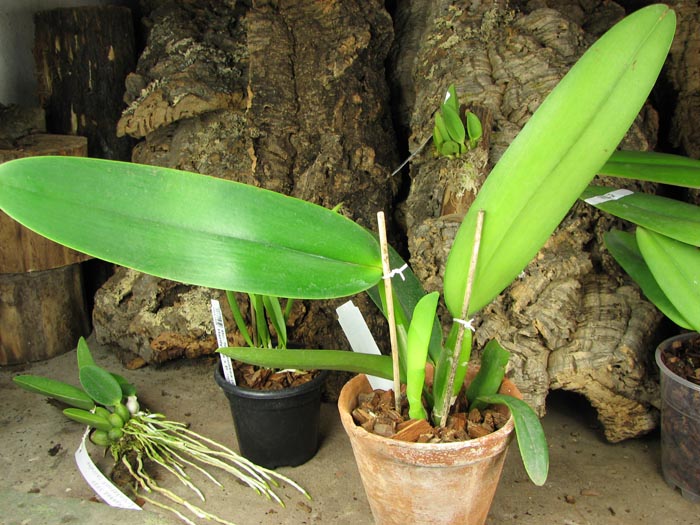 Cattleya gaskelliana (amoena x coerulea).jpg