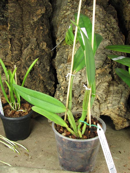 Cattleya lueddemanniana alba 'OMG' x Cattleya lueddemanniana coerulea 'Siquesique'.jpg