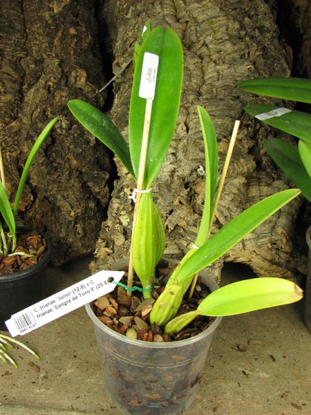 Cattleya trianae 'Junio' (12-8) x Cattleya trianae 'Sangre de Toro II' (25-8).jpg