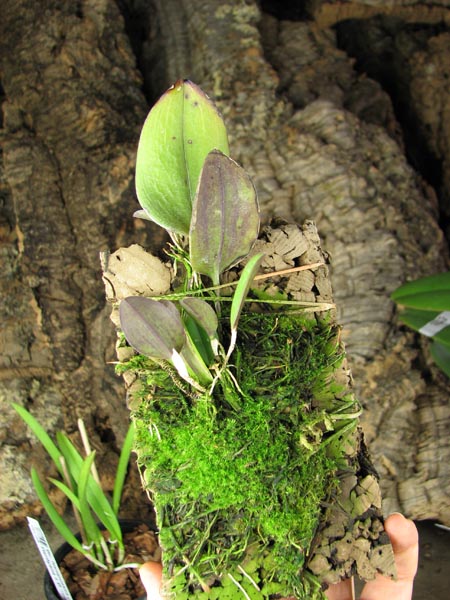 Restrepia antennifera.jpg