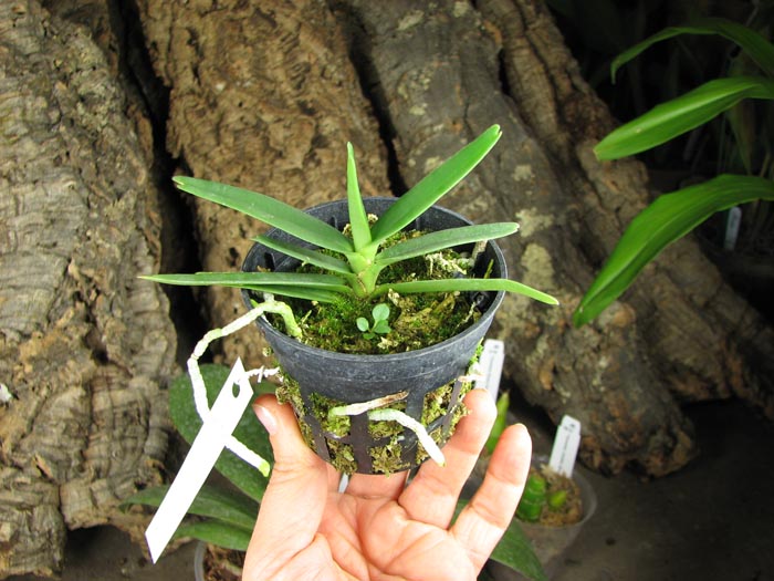 Angraecum didieri.jpg