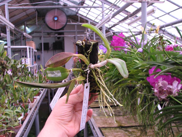 Laelia alaori suave 'Binot' x Cattleya luteola 'Big Star'.jpg