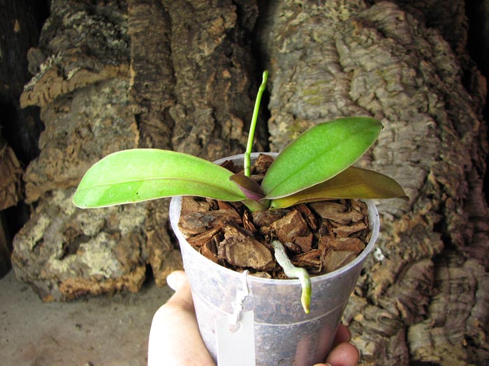 Phalaenopsis stuartiana var nobilis.jpg