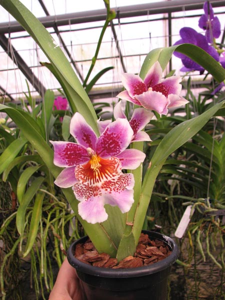 Odontonia Memoria Martin Orenstein 'Lulu'.jpg