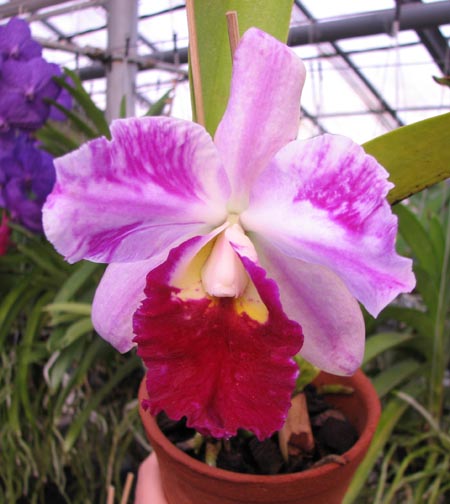Laeliocattleya Supersonic 'Striking Lip'.jpg
