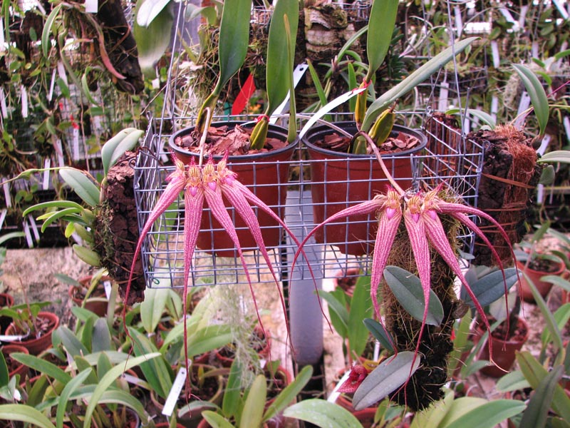 Bulbophyllum Elizabeth Ann.jpg