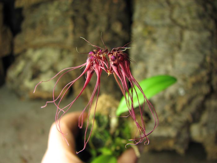 Bulbophyllum gracillimum.jpg
