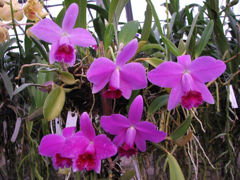 Laelia pumila.jpg