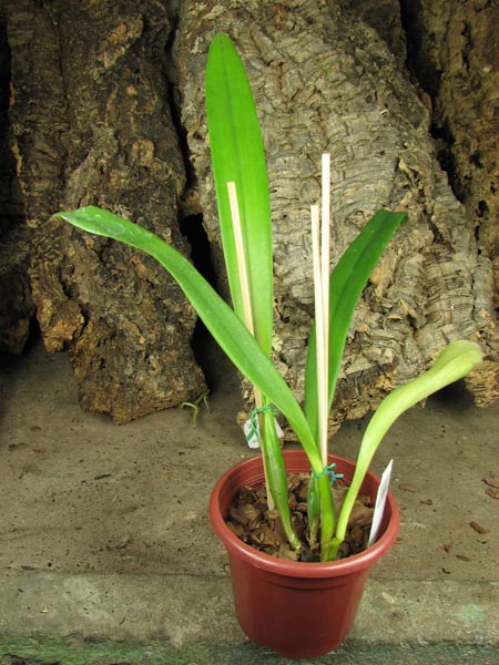Laeliocattleya Carolina Wren 'Walter Smith'.jpg