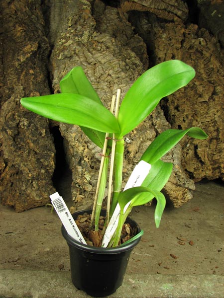 Sophrolaeliocattleya Ann Komine 'Breathless'.jpg